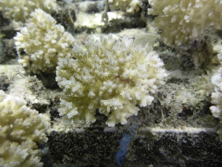 Pocillopora damicornis