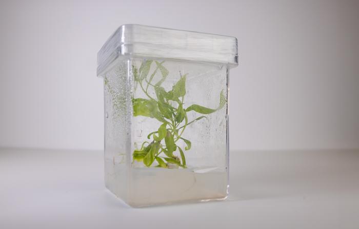 Poplar tree cuttings in a tissue culture