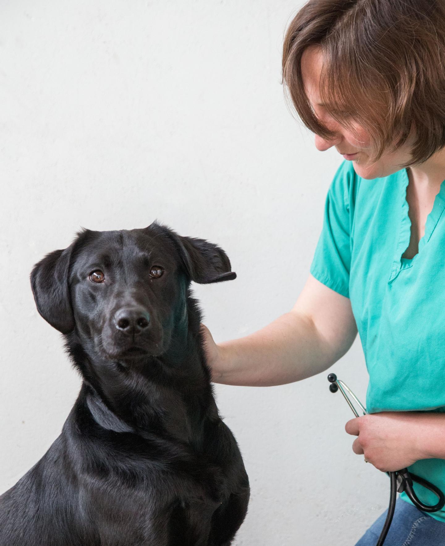 Labrador Retriever (1 of 3)