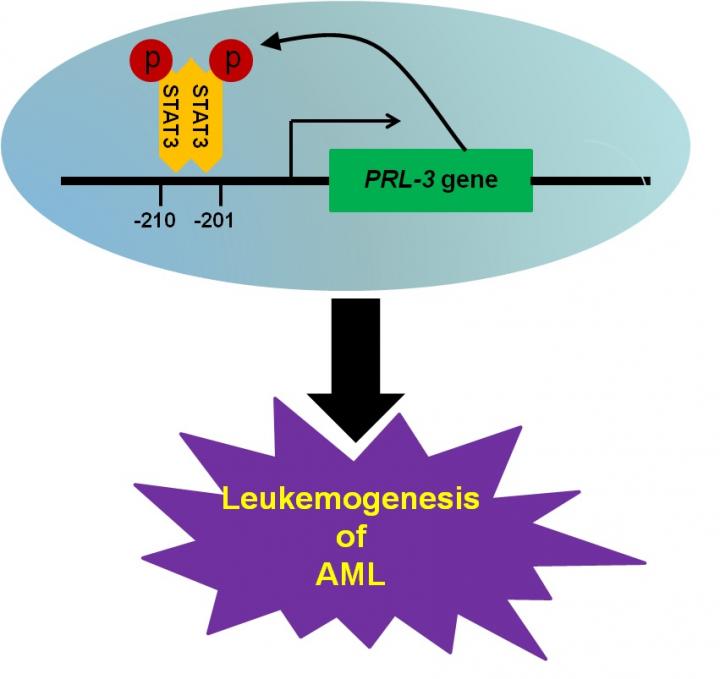 Interaction between STAT3 and PRL-3