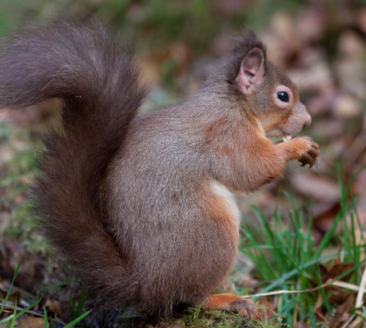 Human Leprosy Found In British Red Squirrels Eurekalert 