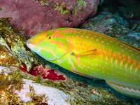 The Atlantic Reef Fish <i>Halichoeres rubrovirens</i>