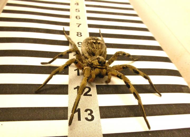 Tarantulas Use Their Lateral Eyes to Calculate Distance