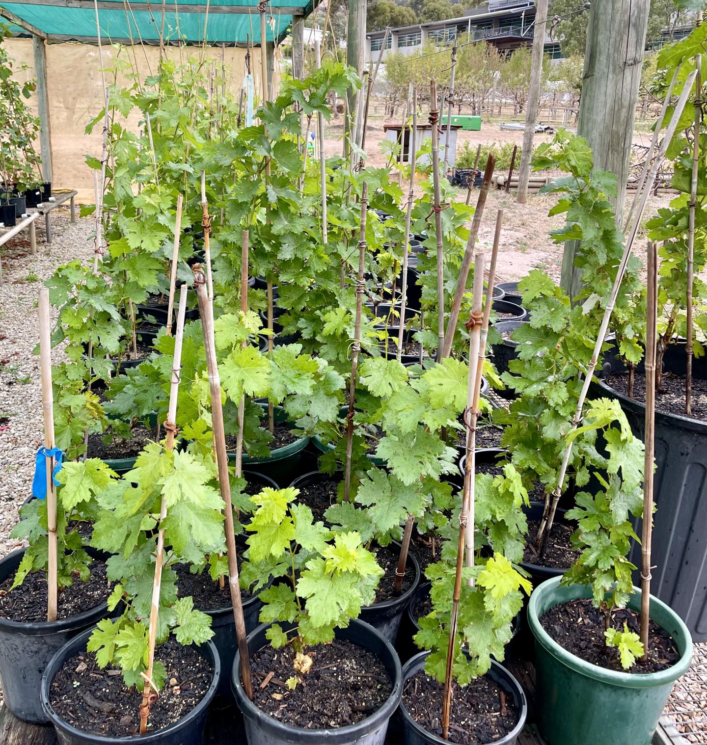 Propagated Xynisteri vines