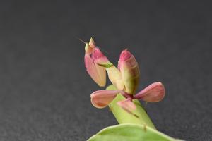 Orchid mantis