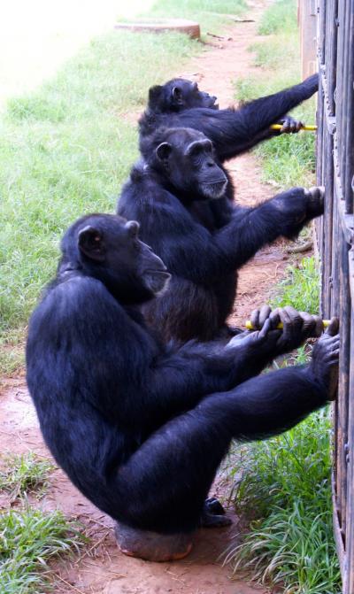 Chimpanzee Cooperation (1 of 2)