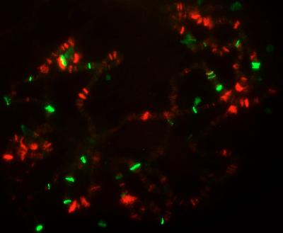The Little Elongation Complex (LEC)
