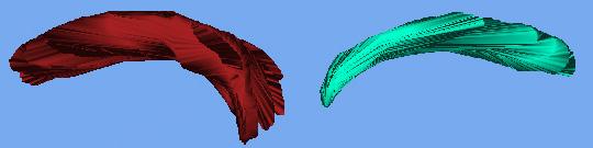 Brain Difference Breeding vs. Non-breeding