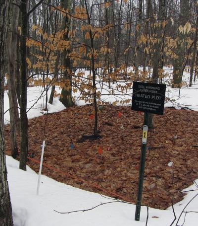 Soil-Warmed Plot at Harvard Forest, Mass.