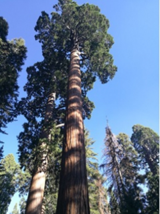 Sequoia sempervirens