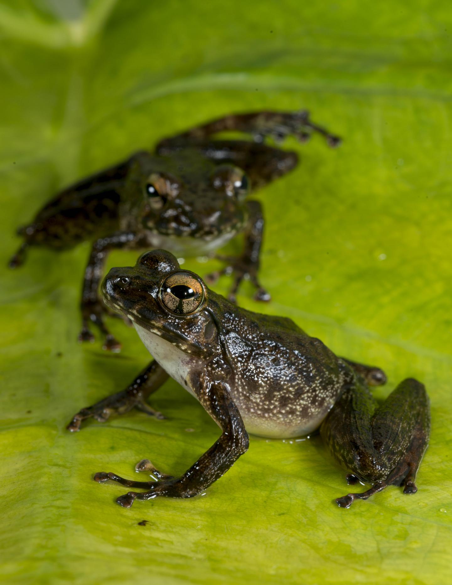 Most Modern Frogs Originated Later Than Previously Thought