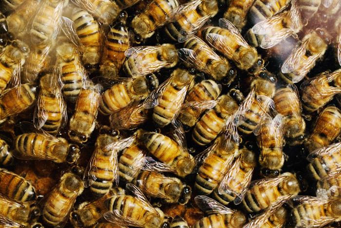 Honey Bees and Social Complexity