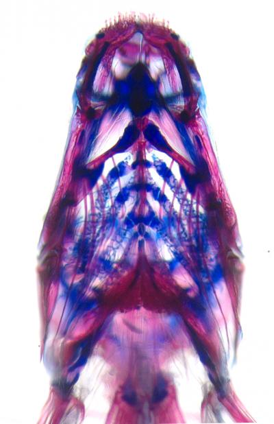 Evo-devo in African cichlid fish