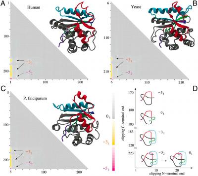 Molecular Structures and Matrix Presentation for Ubiquitin C-terminal Hydrolases