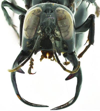 <i>M. garuda</i> Male Head