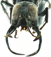 <i>M. garuda</i> Male Head