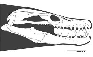 Khinjaria acuta skull reconstruction