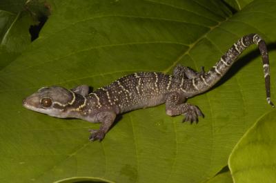 West African Forest Gecko