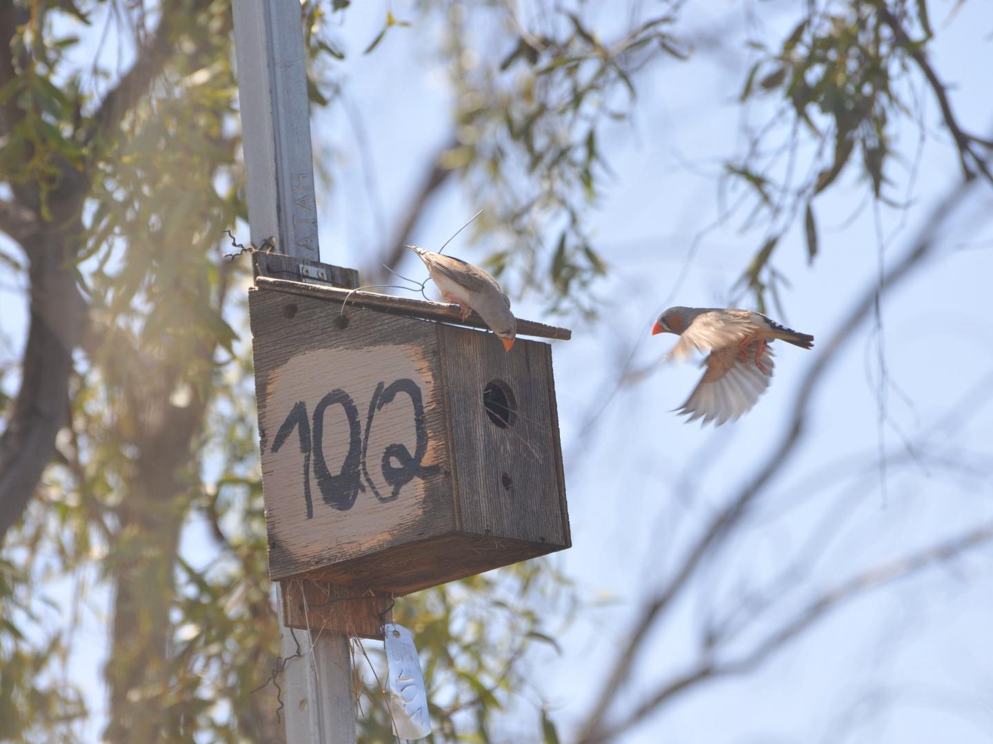 ZebraFinch1