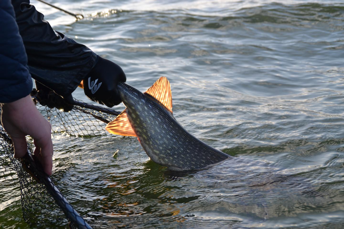 A big pike is released back into the water.