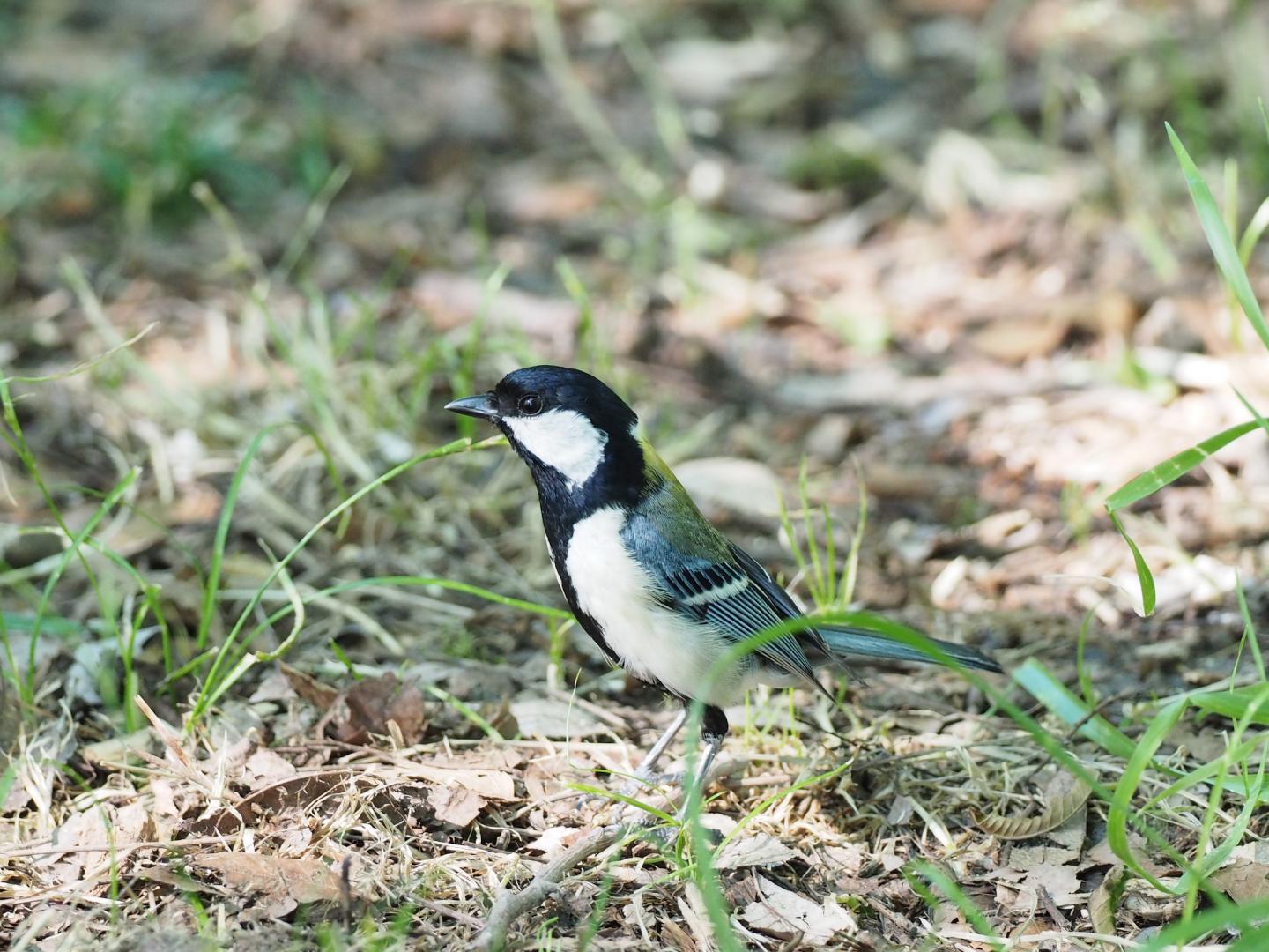  Japanese Tit Looking for Snakes 
