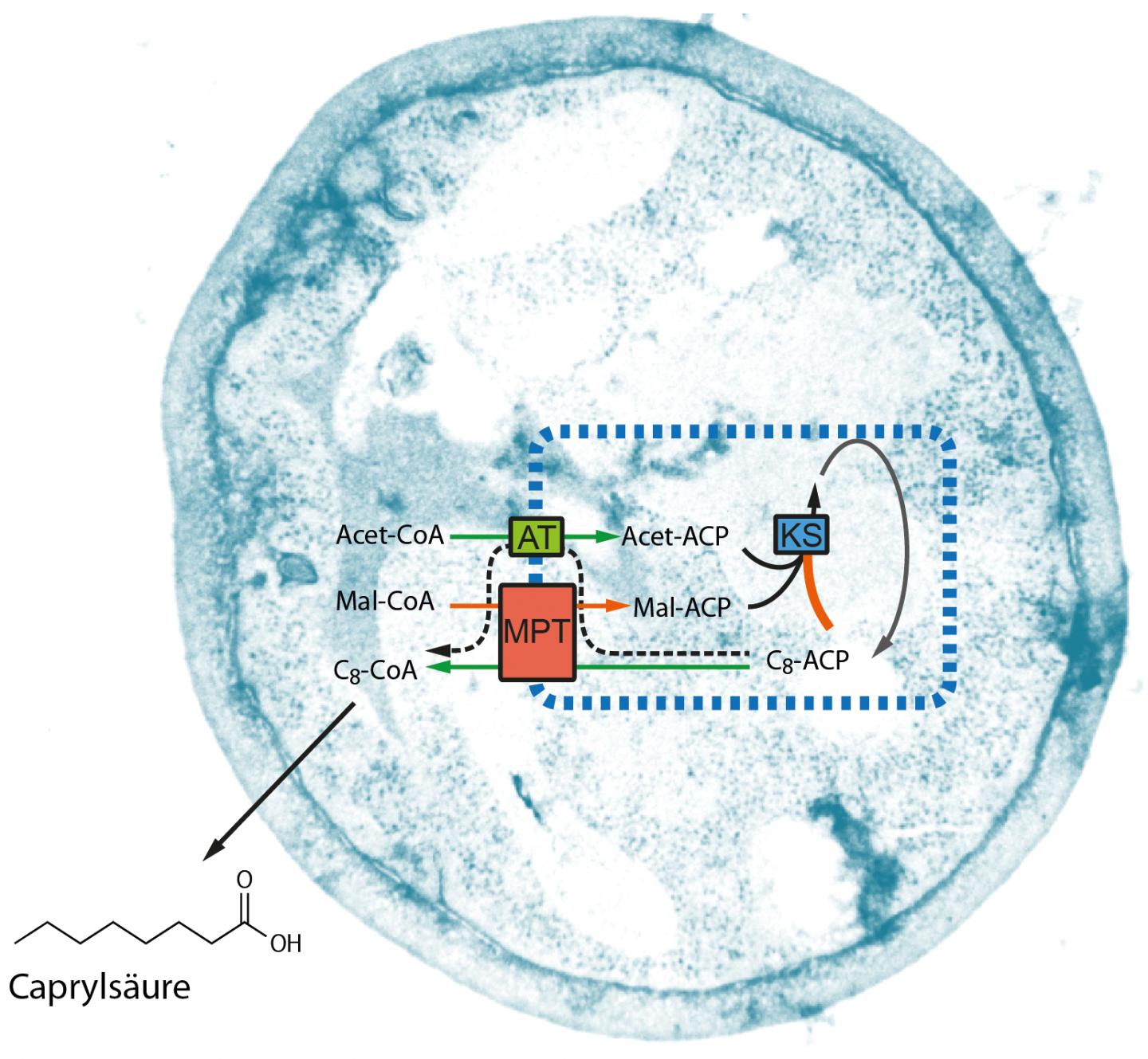 How to Brew High-Value Fatty Acids