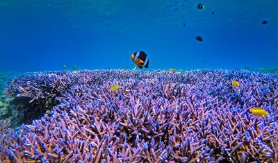 A Clownfish Swims Over Branching Coral on a Reef in Sulawesi, Indonesia