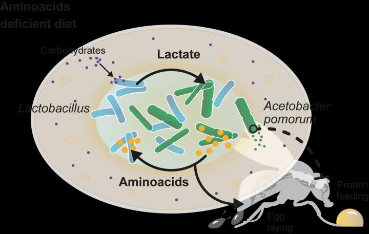 Gut Bacteria