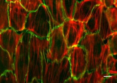 Unidirectional Stretching of Cells