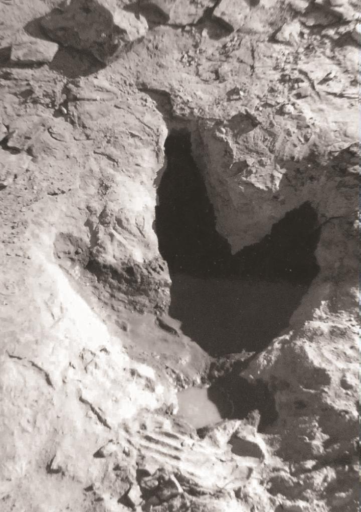 Tyrannosaur Footprint