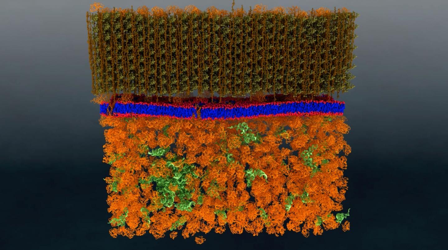 Neutrons Provide the First Nanoscale Look at a Living Cell Membrane