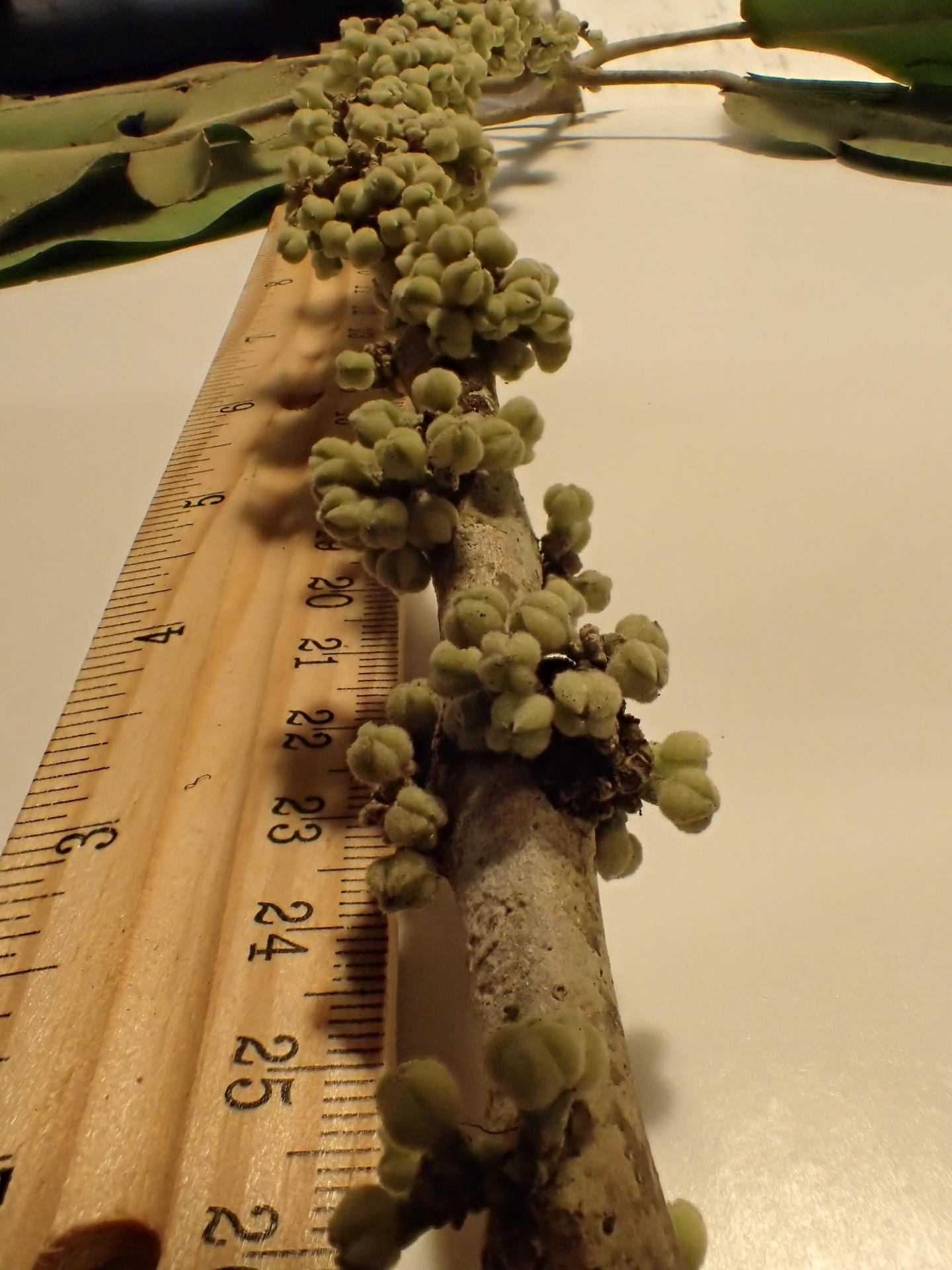 <i>Melicope stonei</i>