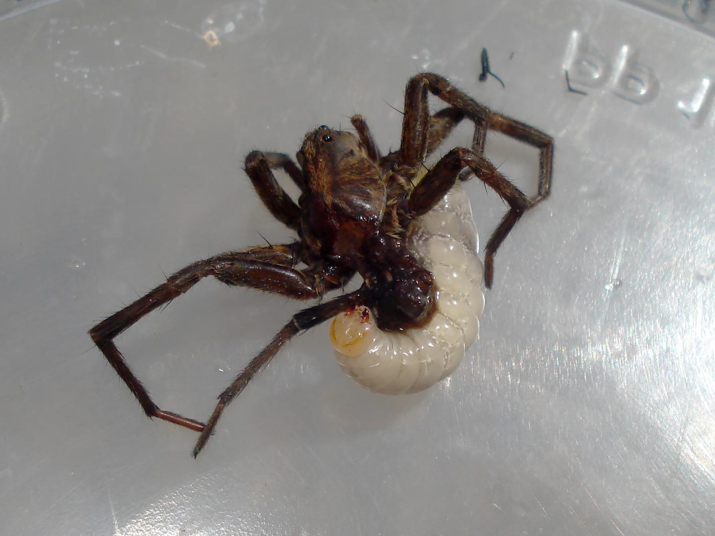 To Kill A Wolf Spider: Further Observation Of A Spider Wasp Larva Growing On Its Host (2/3)