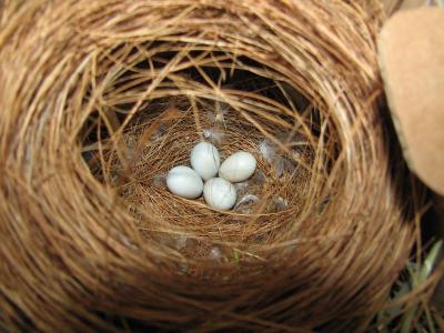 Cuckoo Chicks in Zebra Finch Nests