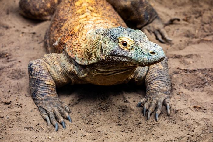 Kilat, 20-year-old Komodo dragon.