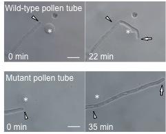 Analysis of the binding between LURE and the PRK6, and identification of the amino acids necessary for pollen tube guidance.