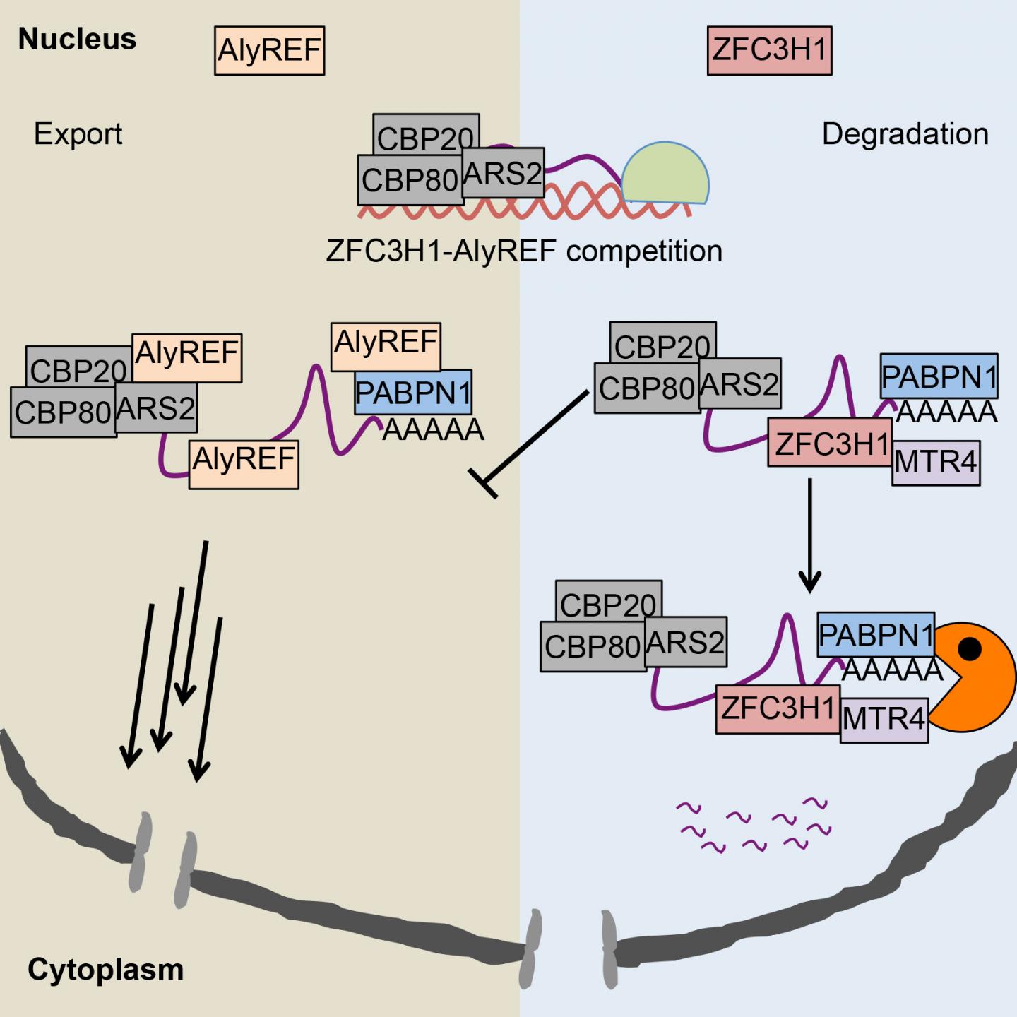 RNA Export Factor AlyREF and the RNA Exosome Adaptor Protein ZFC3H1
