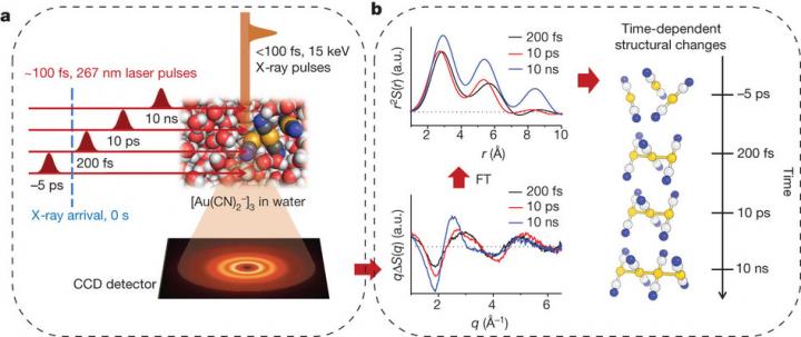 Femtosecond Time-Resolved X-Ray Solution Scattering at the Xfel Facility and the Data Analysis