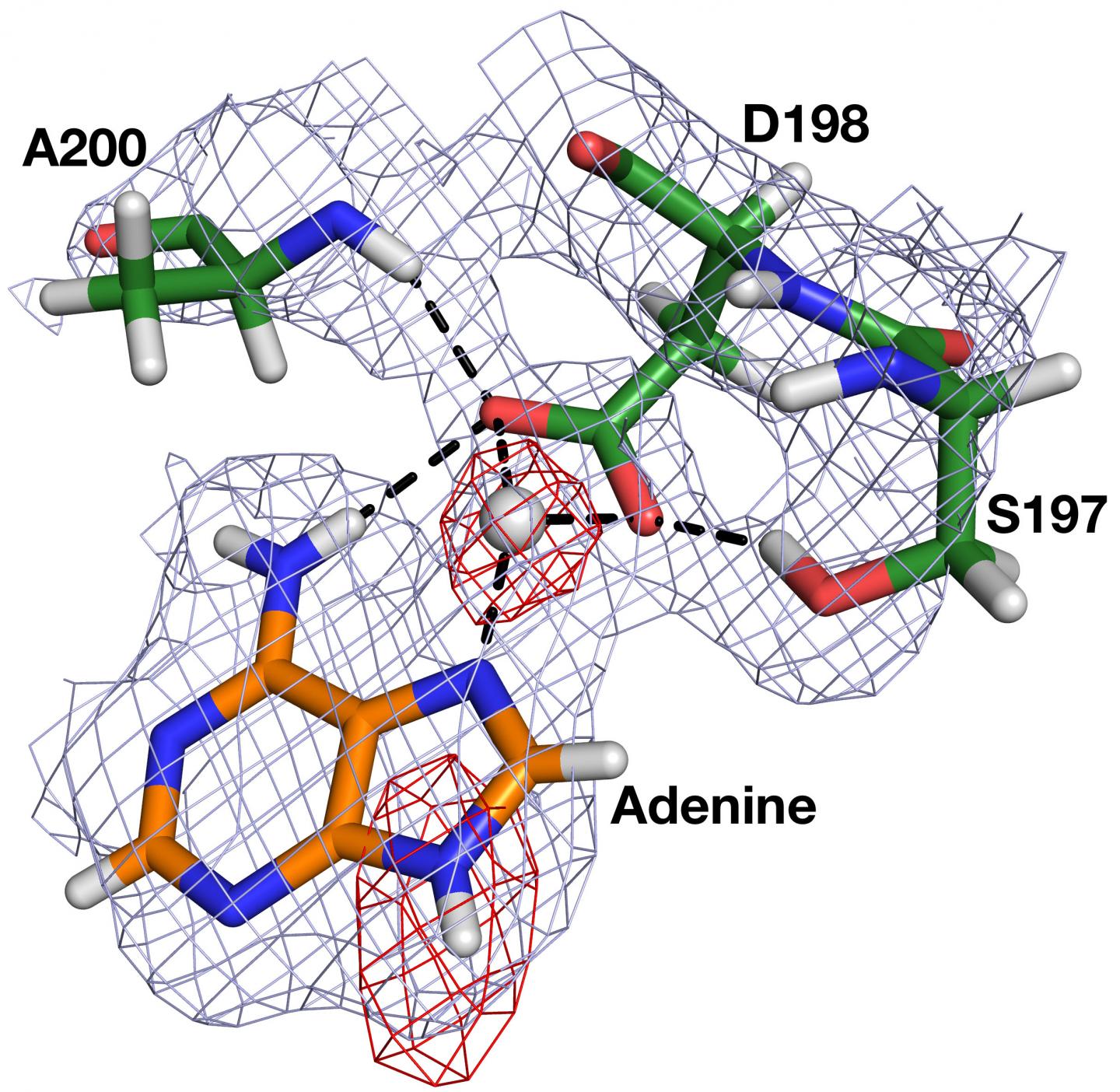 HpMTAN Enzyme