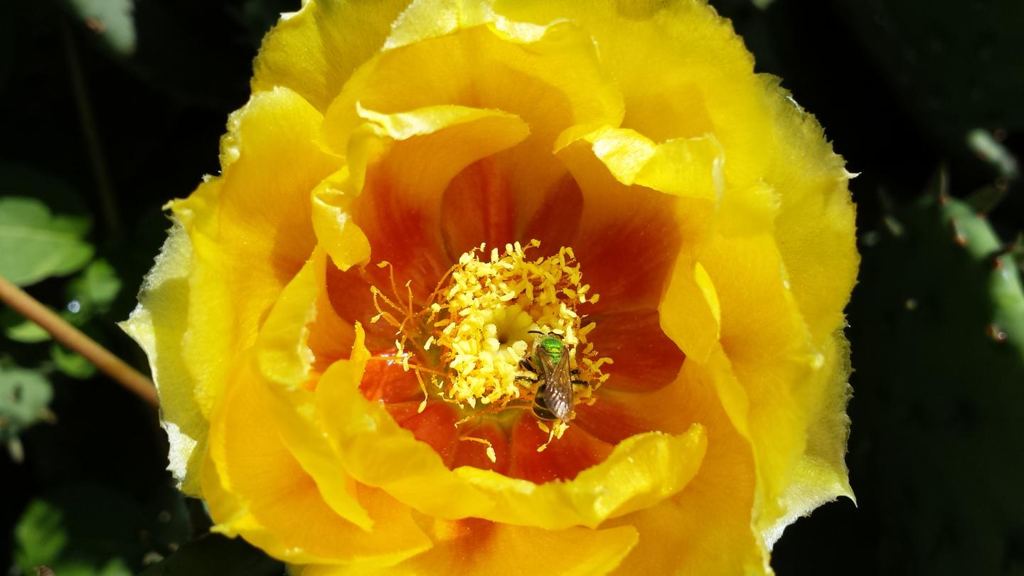 Female <em>Agapostemon virescens</em> Bee