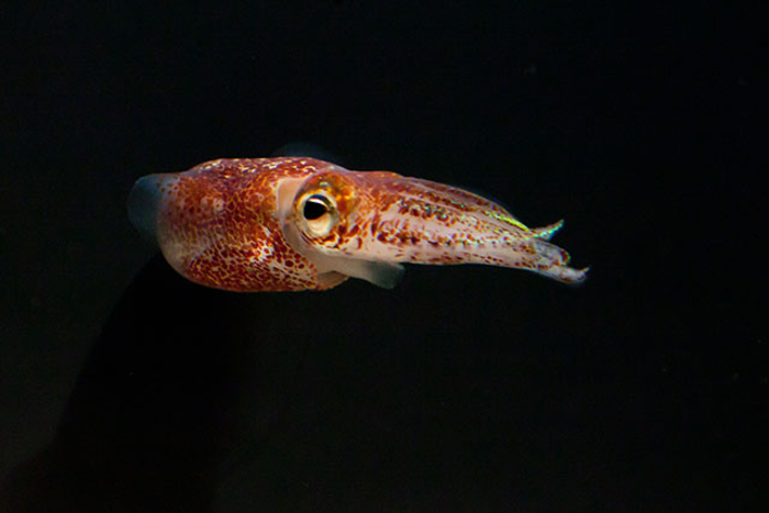 Hawaiian bobtail squid