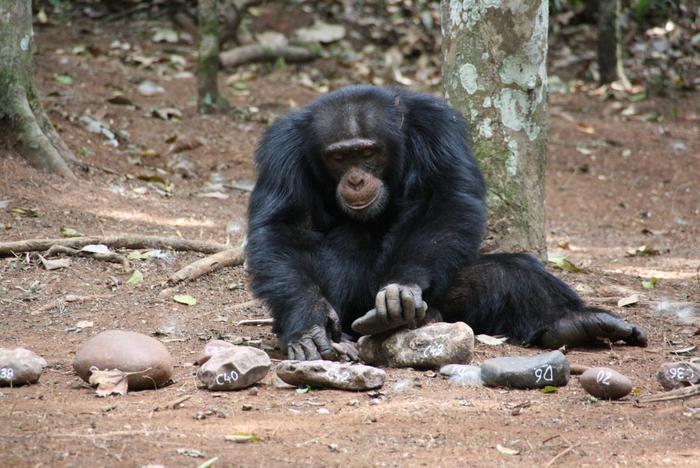 Male chimpanzee cracking nuts