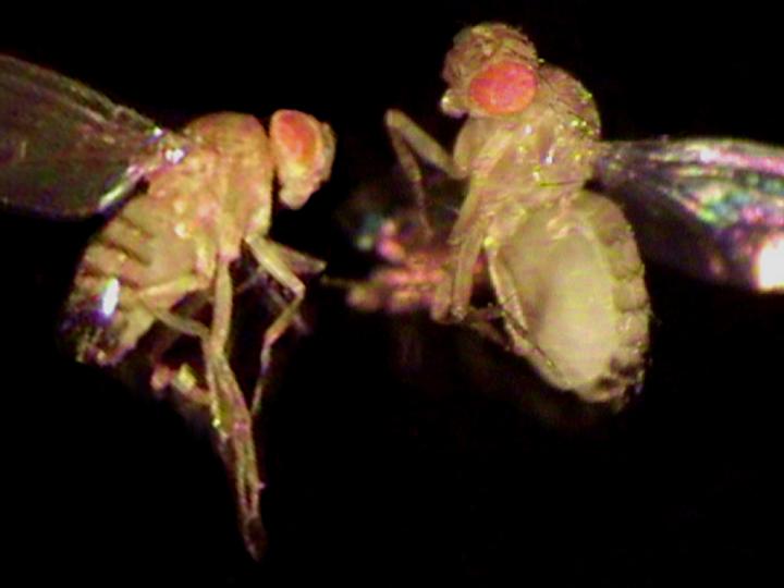 Plus-Sized Flies Give Clues to Obesity