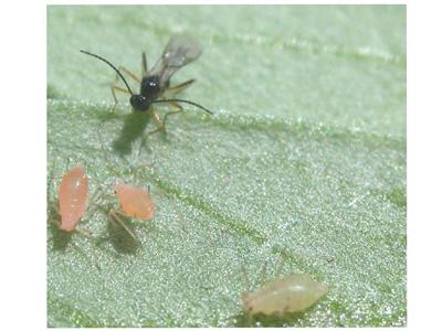Wasp Stalks Aphids