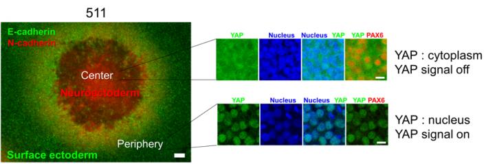 Fig. 2. LN511E8 Led to YAP Inactivation and Retinal Differentiation in hiPS Cell Colony Centers