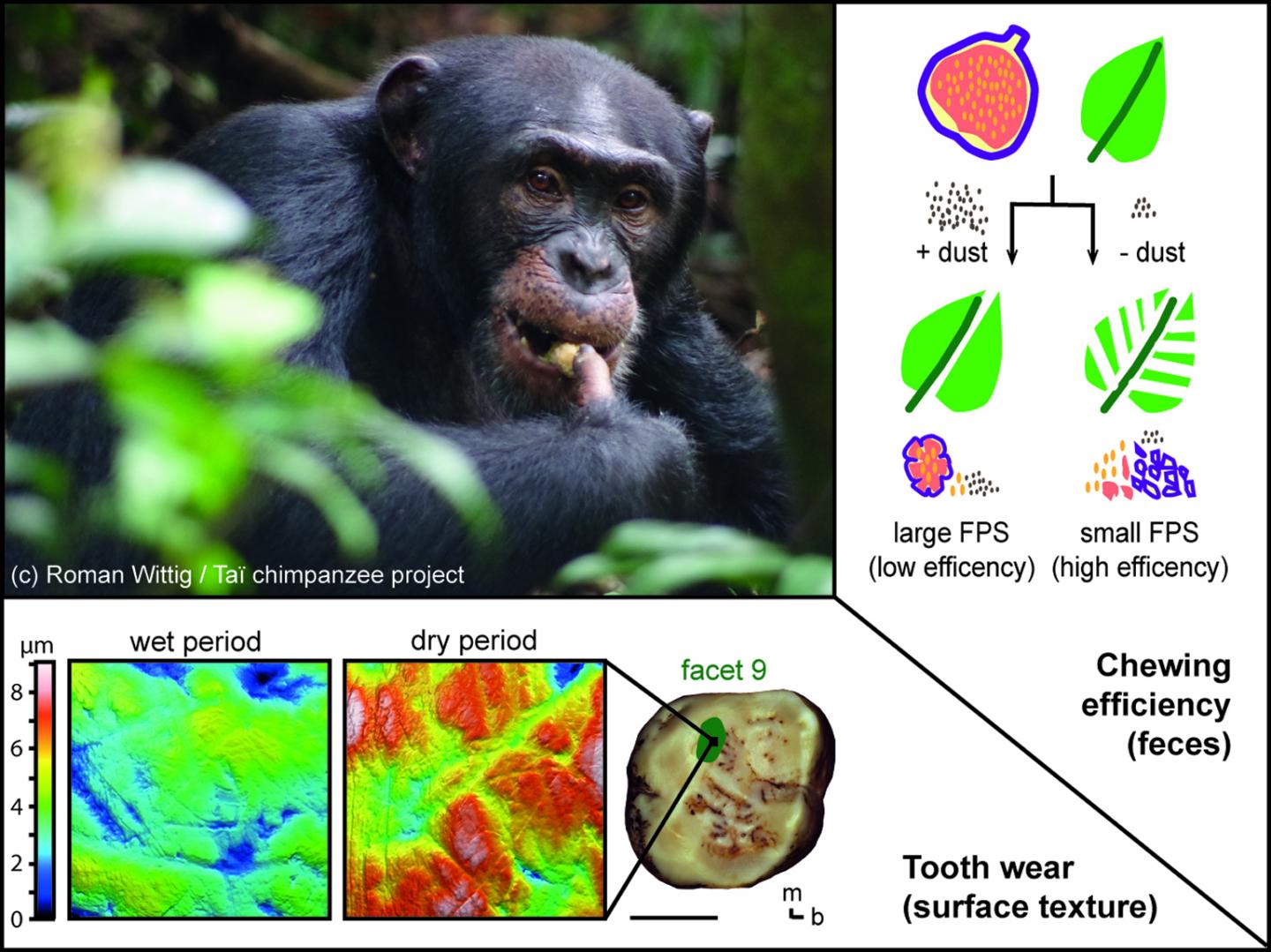 Feeding Chimpanzee at the Taï National Park, Ivory Coast