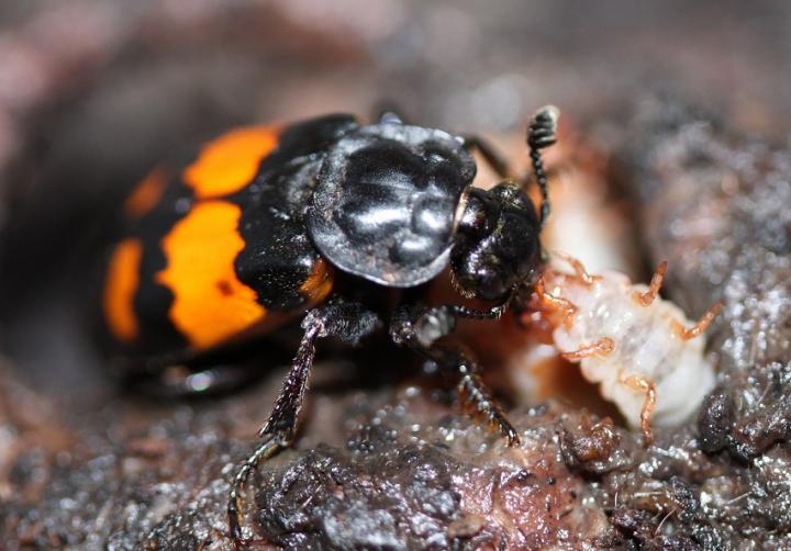 Burying Beetle and Larva