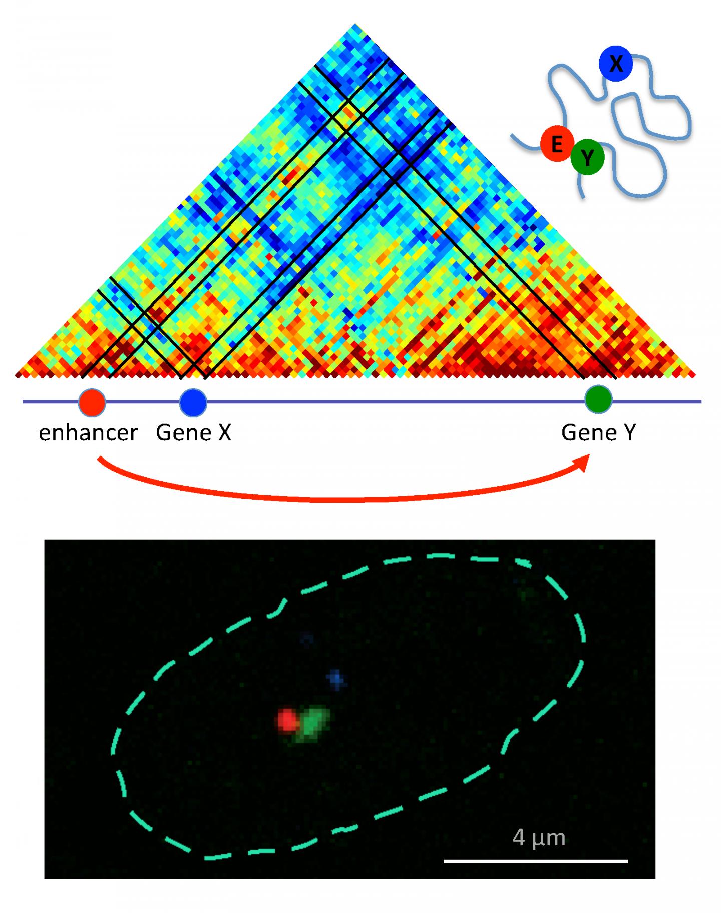 Relative Distance Between Genes