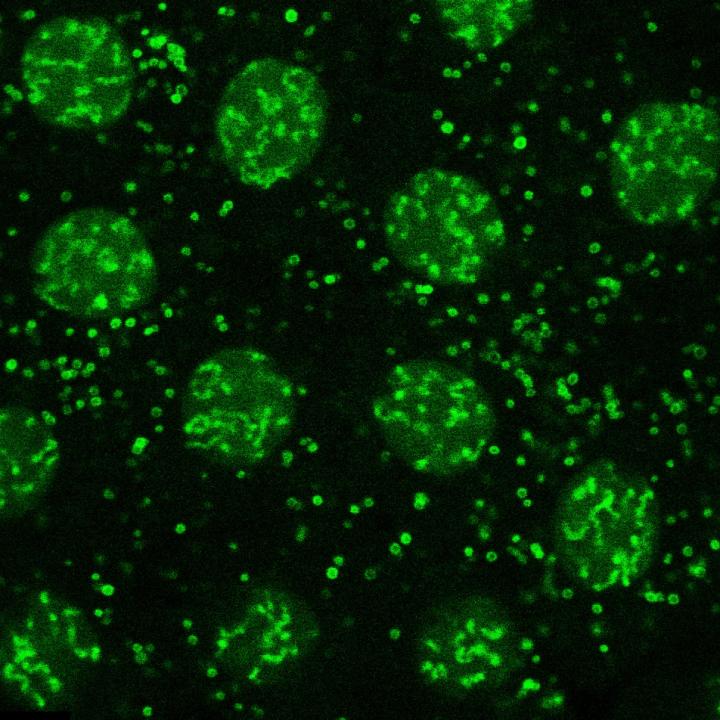 H2Av and Lipid Droplets