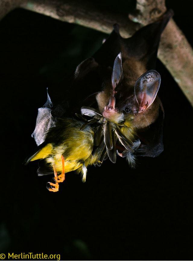 <i>Vampyrum spectrum</i> Eating a White-Collared Manakin